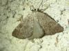 Pachycnemia tibiaria